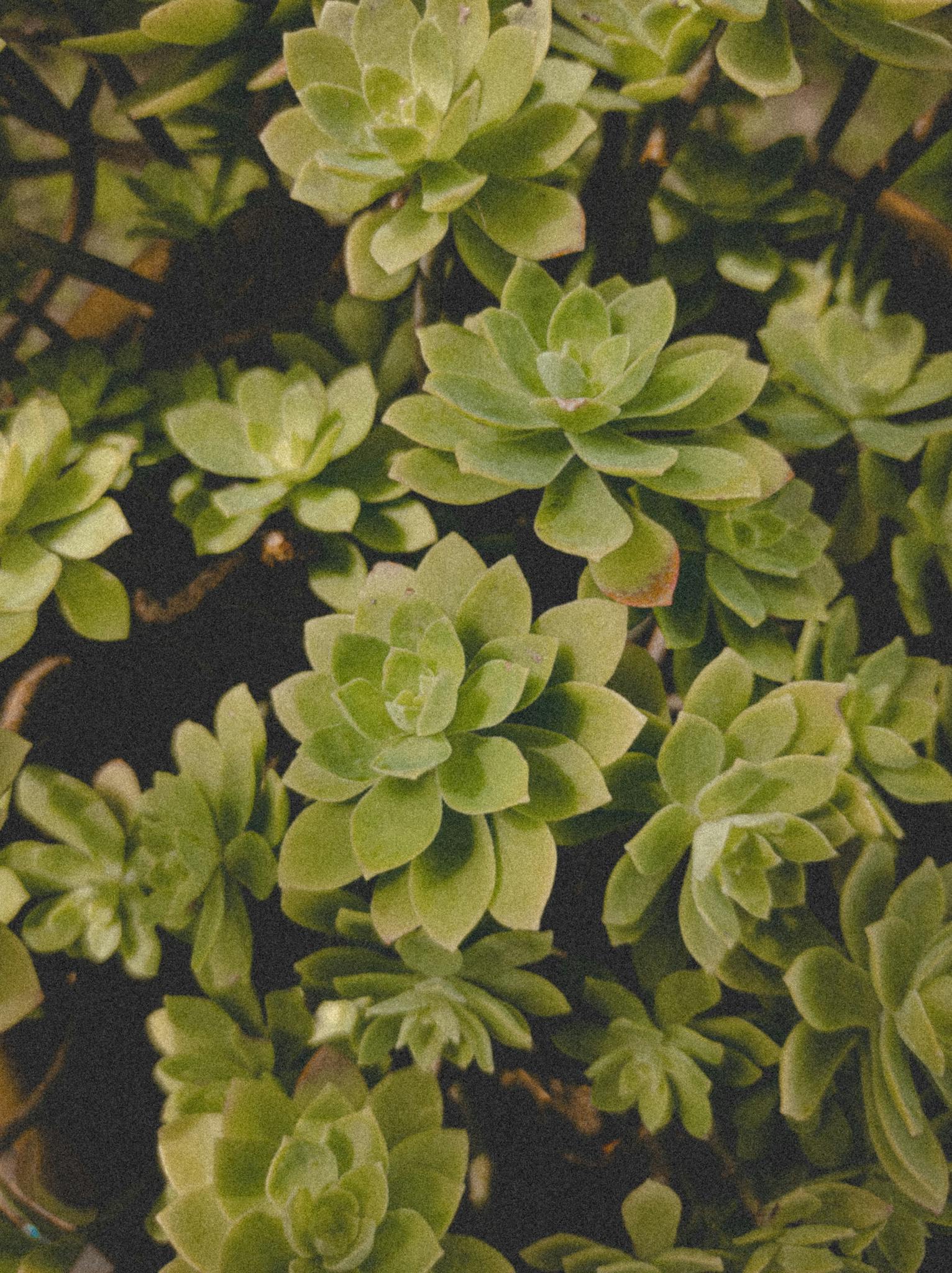 A detailed view of green succulents showcasing growth and lush foliage.