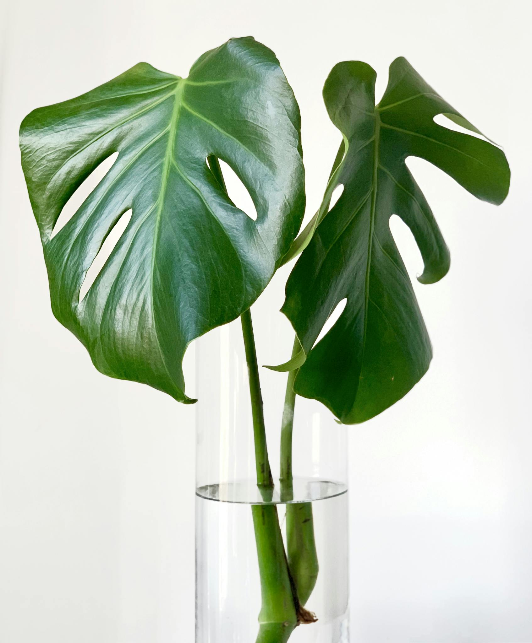Close-up of Monstera leaves in a clear glass vase against a white background.
