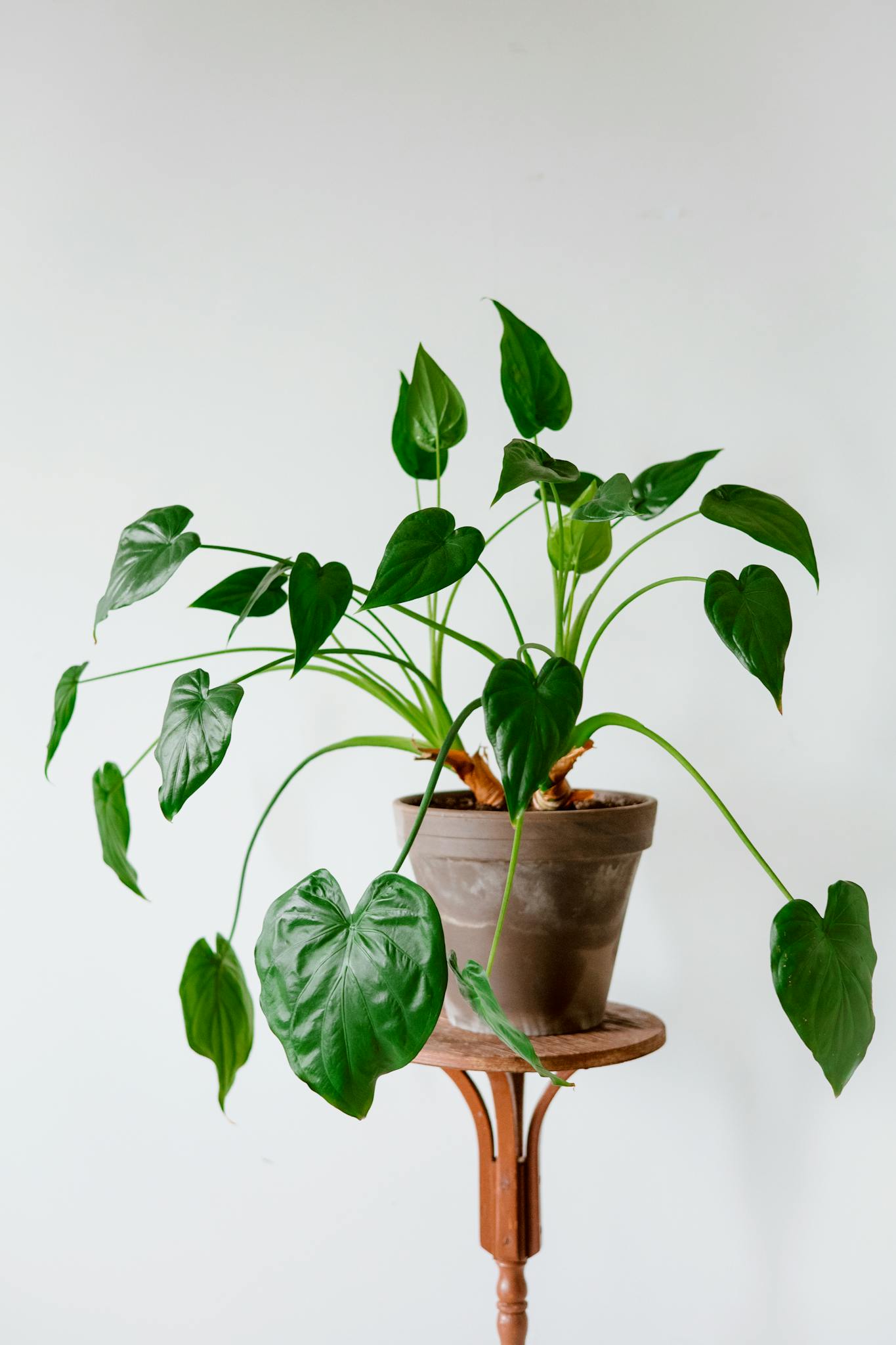 Stylish Alocasia plant with heart-shaped leaves in a clay pot on a wooden pedestal against a plain background.
