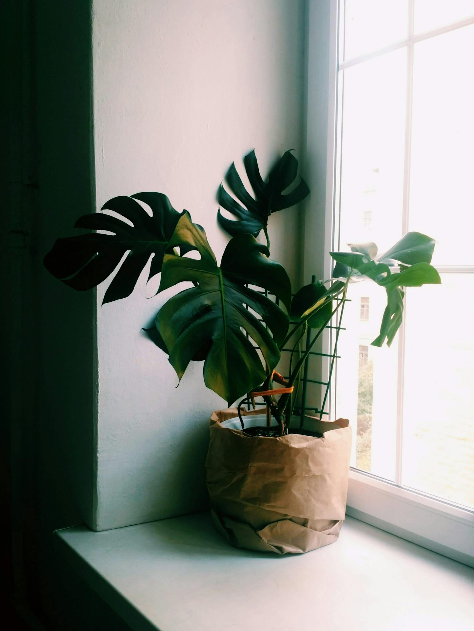 sunlit monstera plant on a windowsill adds