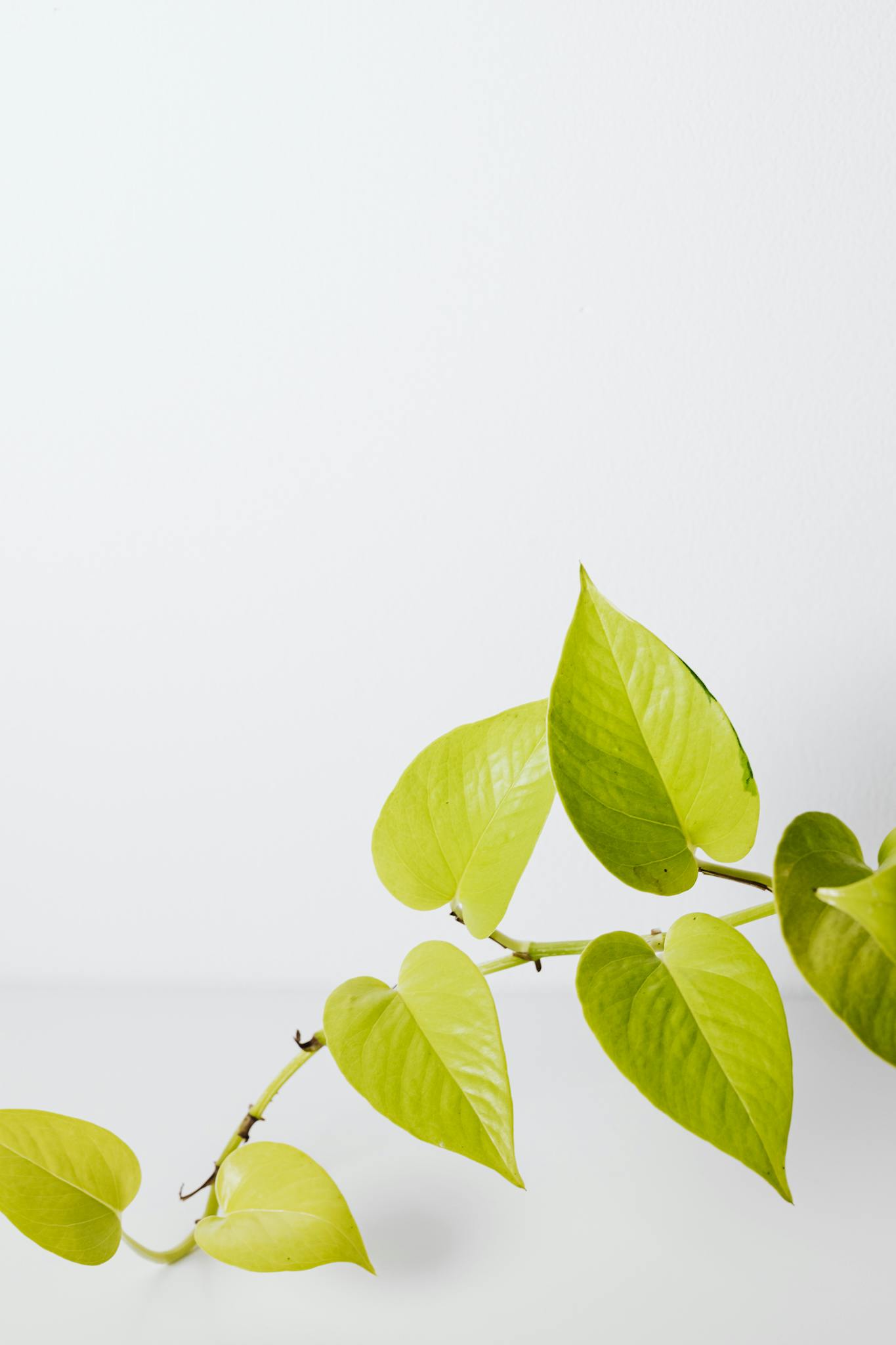 vibrant neon pothos plant with bright green